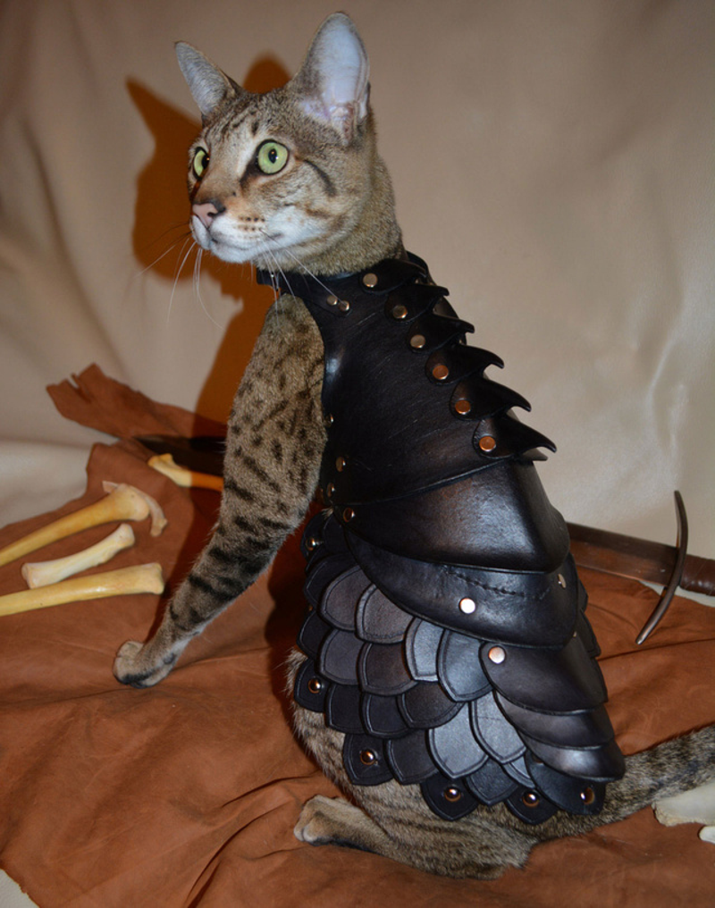Illustration for article titled No Cat Is Complete Without A Set Of Leather Battle Armor